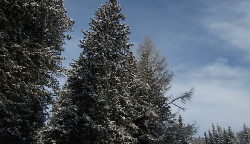 Apartmán Crocus 219 - Štrbské Pleso Vysoké Tatry